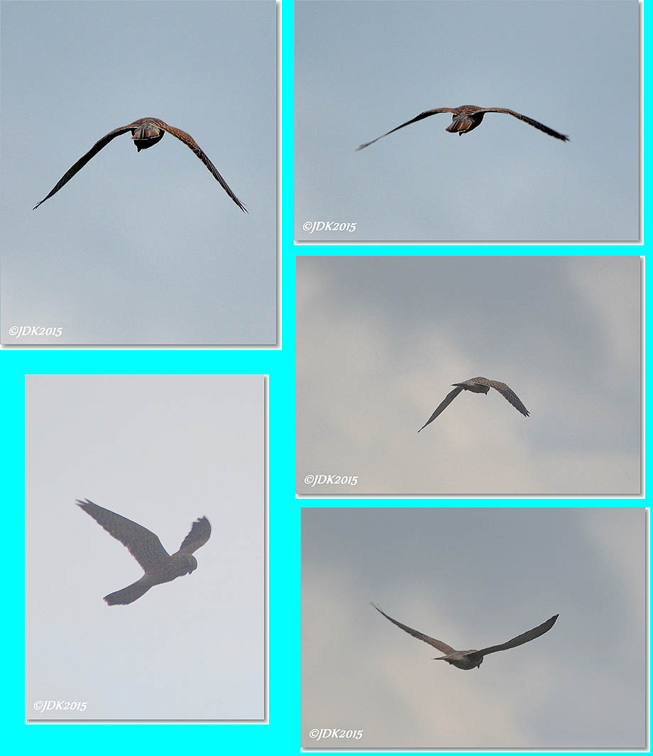 collage torenvalk in de vlucht